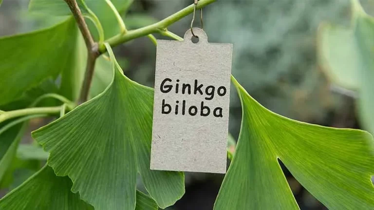 Ginko-biloba-dr-jose-nasser-aquera