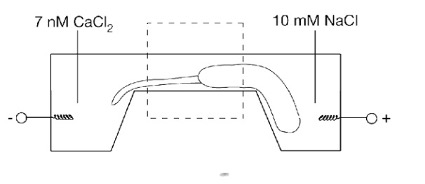 canal-calcio2-dr-jose-nasser-aquera