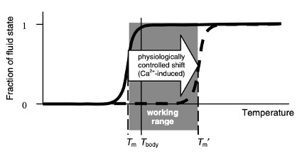 canal-calcio3-temp-dr-jose-nasser-aquera