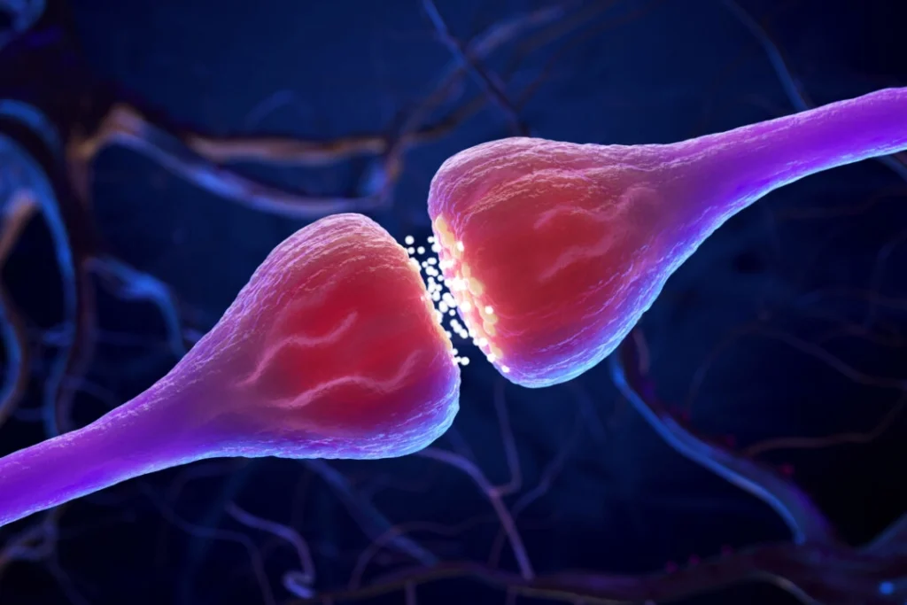 sinapse-dr-jose-nasser-aquera