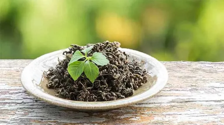 ervaimortal_drjosenasser-substack